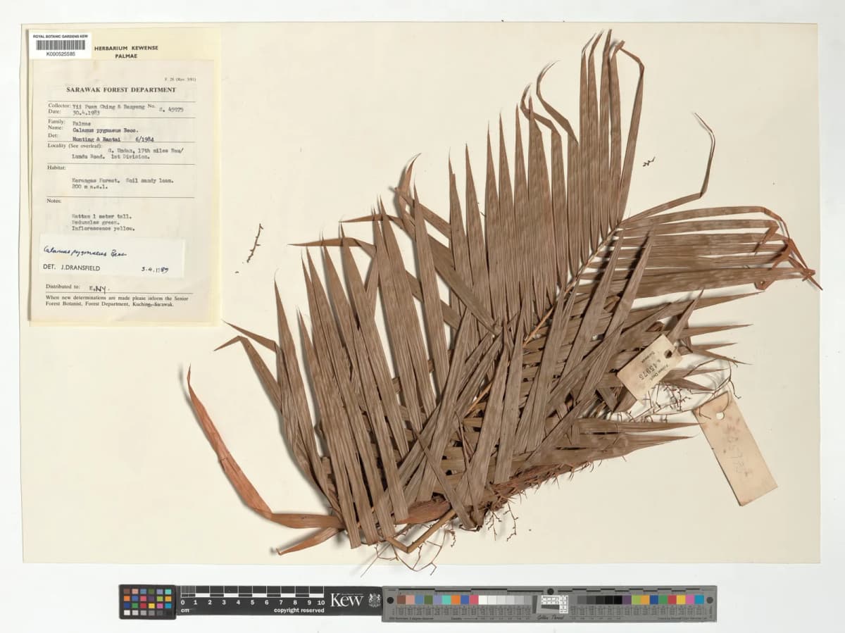 Botanical specimen of Calamus Pygmaeus.