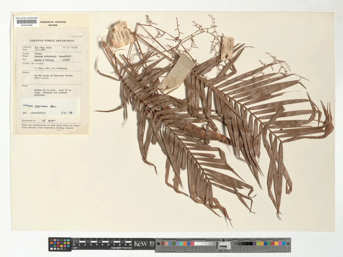 Botanical specimen of Calamus Pygmaeus.