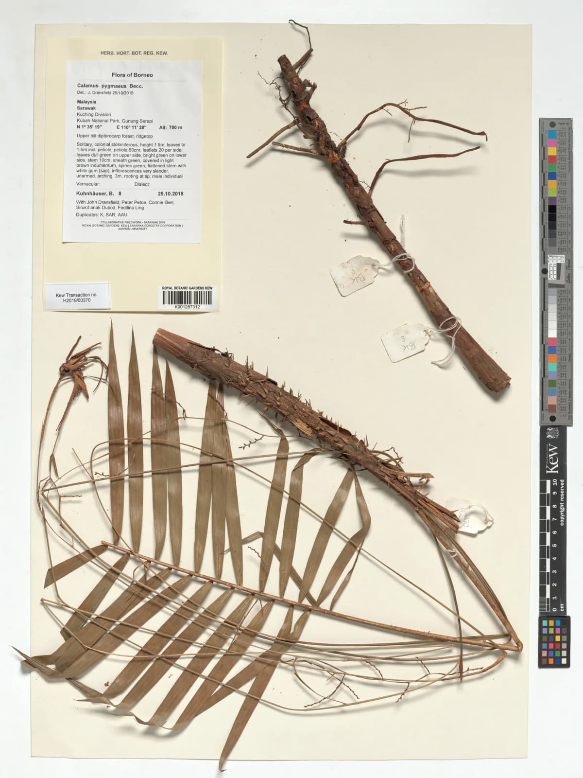 Botanical specimen of Calamus Pygmaeus.