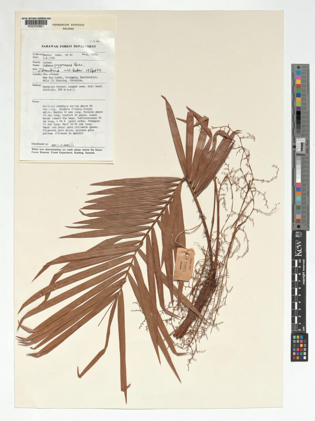 Botanical specimen of Calamus Pygmaeus.