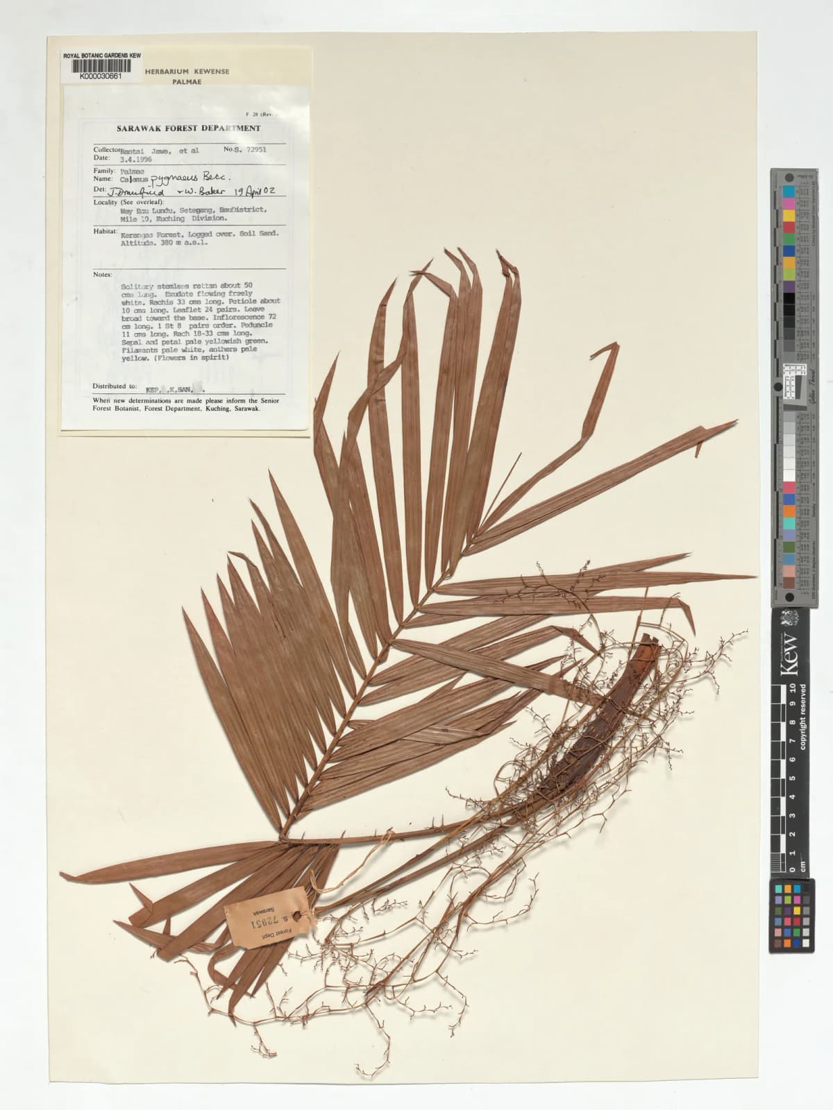 Botanical specimen of Calamus Pygmaeus.