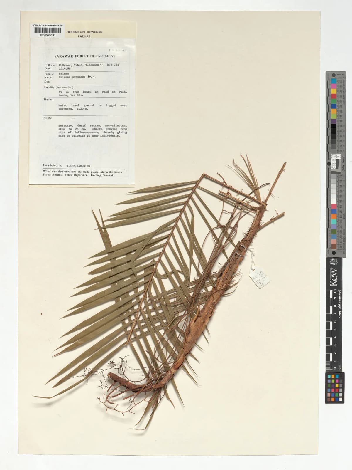 Botanical specimen of Calamus Pygmaeus.