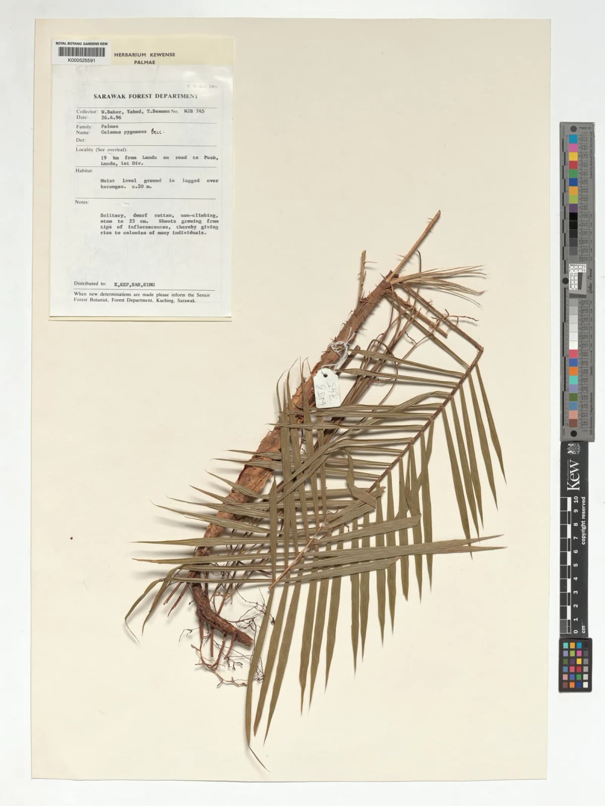 Botanical specimen of Calamus Pygmaeus.