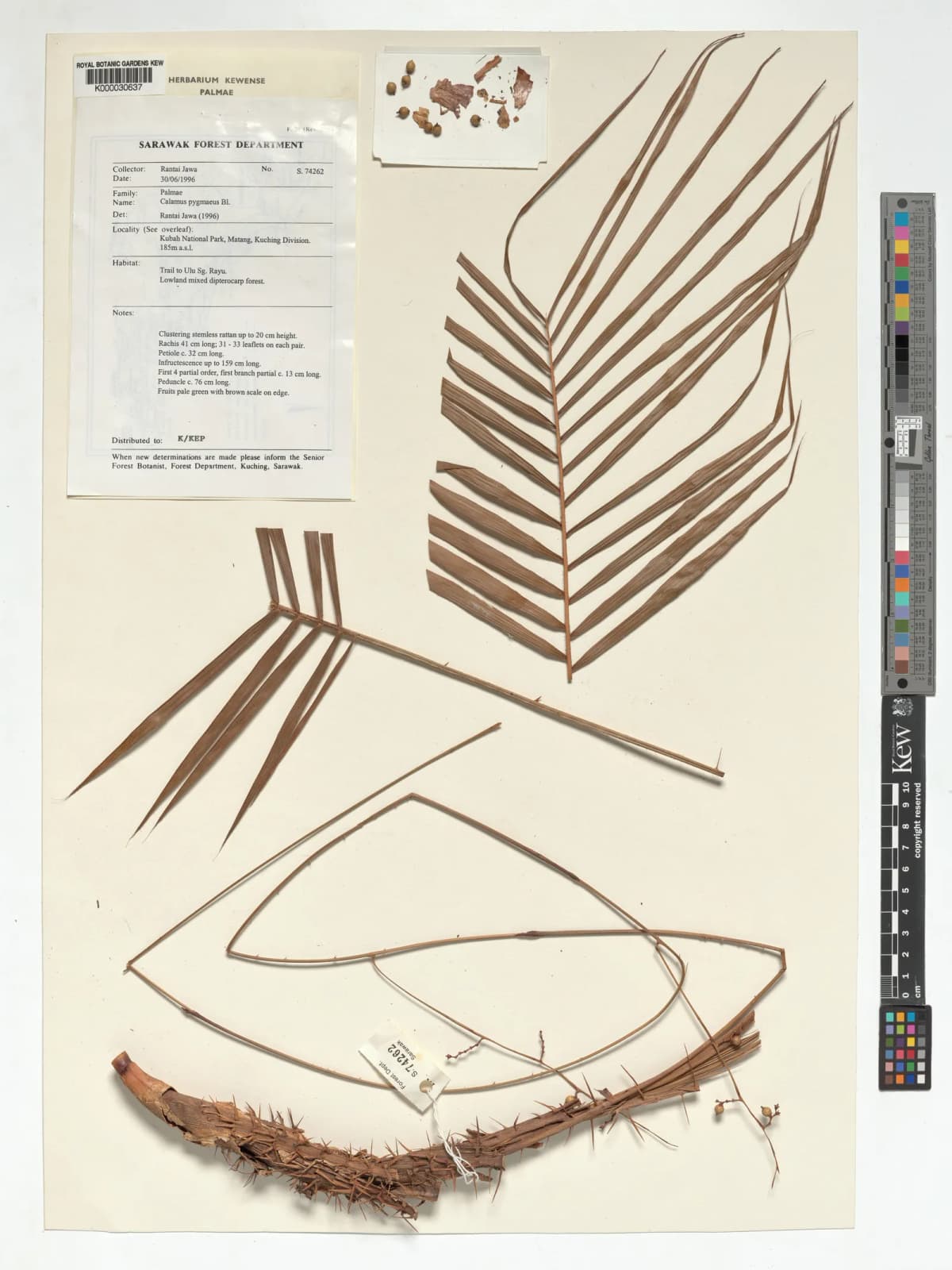 Botanical specimen of Calamus Pygmaeus.