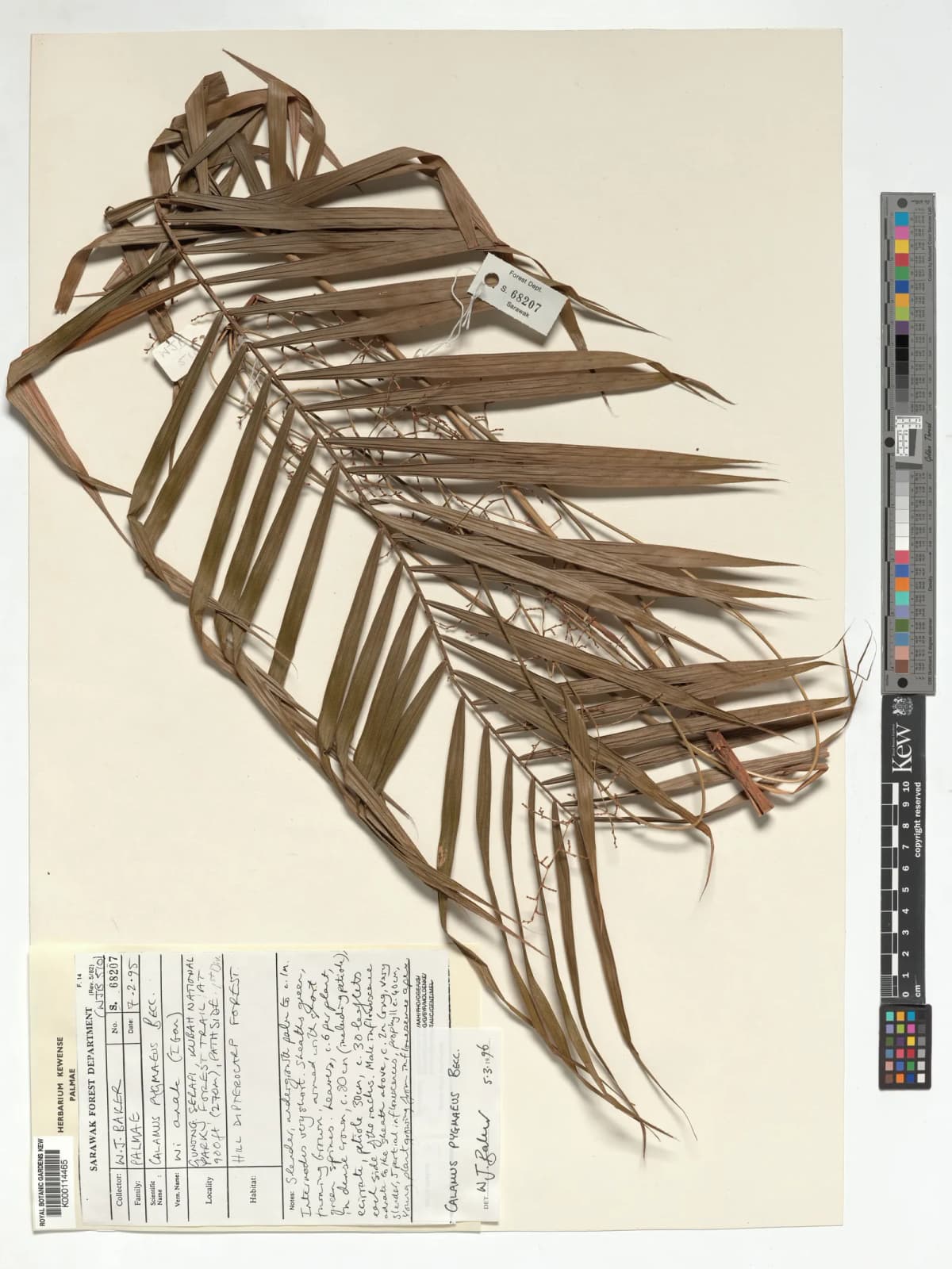 Botanical specimen of Calamus Pygmaeus.