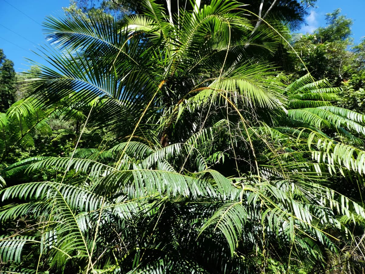 Botanical specimen of Calamus Radicalis.