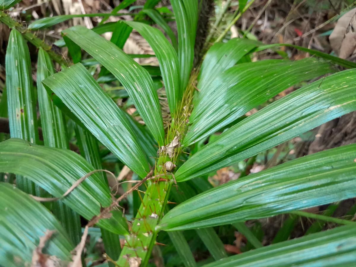 Botanical specimen of Calamus Radicalis.