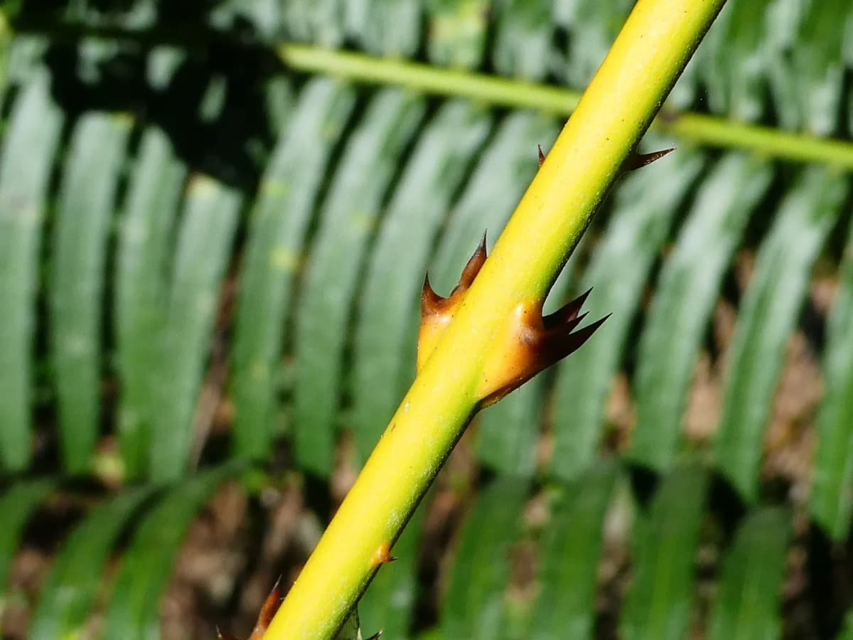 Botanical specimen of Calamus Radicalis.