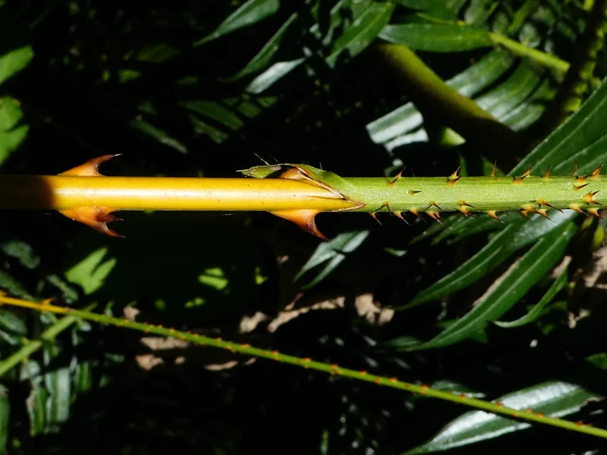 Botanical specimen of Calamus Radicalis.