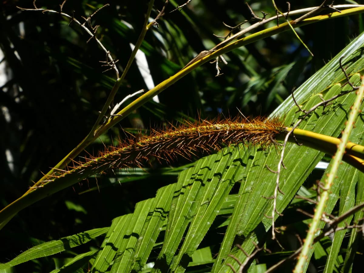 Botanical specimen of Calamus Radicalis.