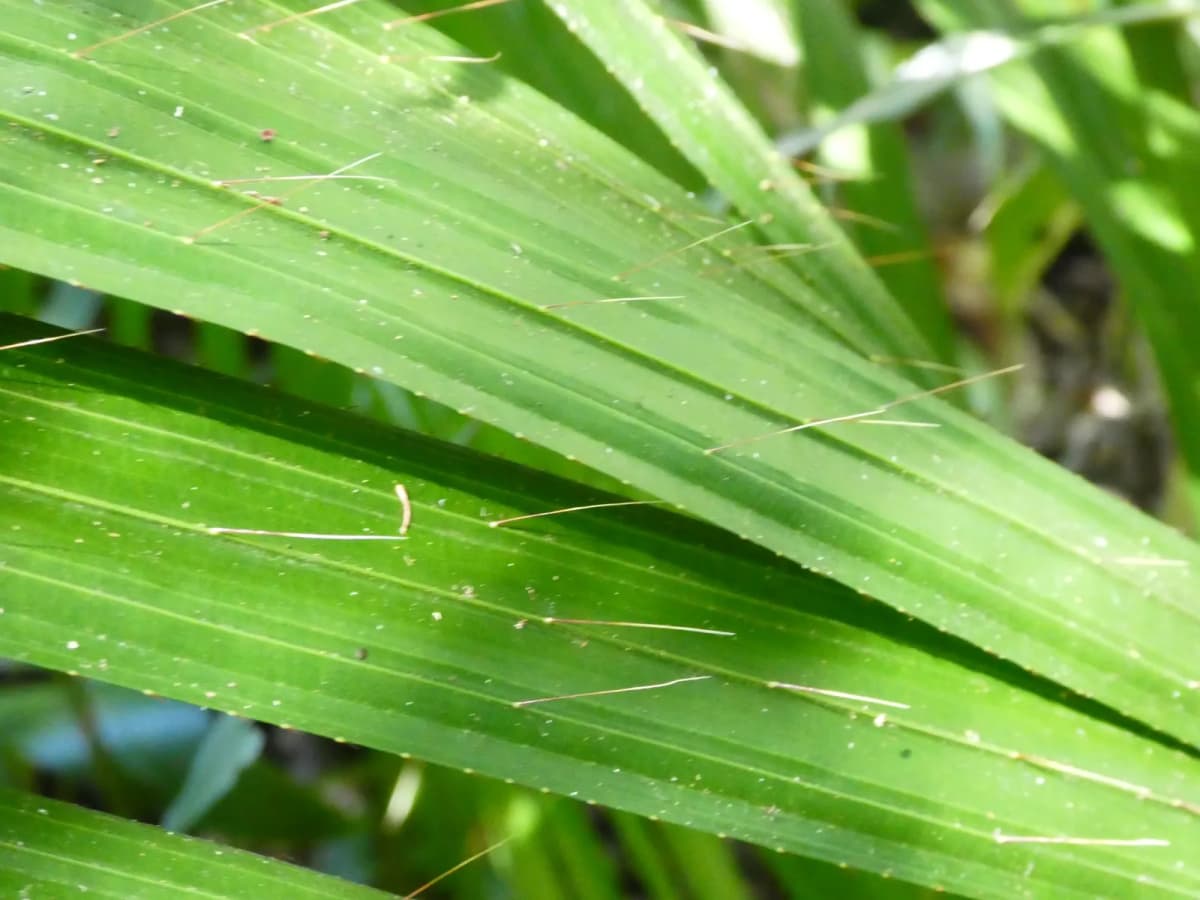 Botanical specimen of Calamus Radicalis.
