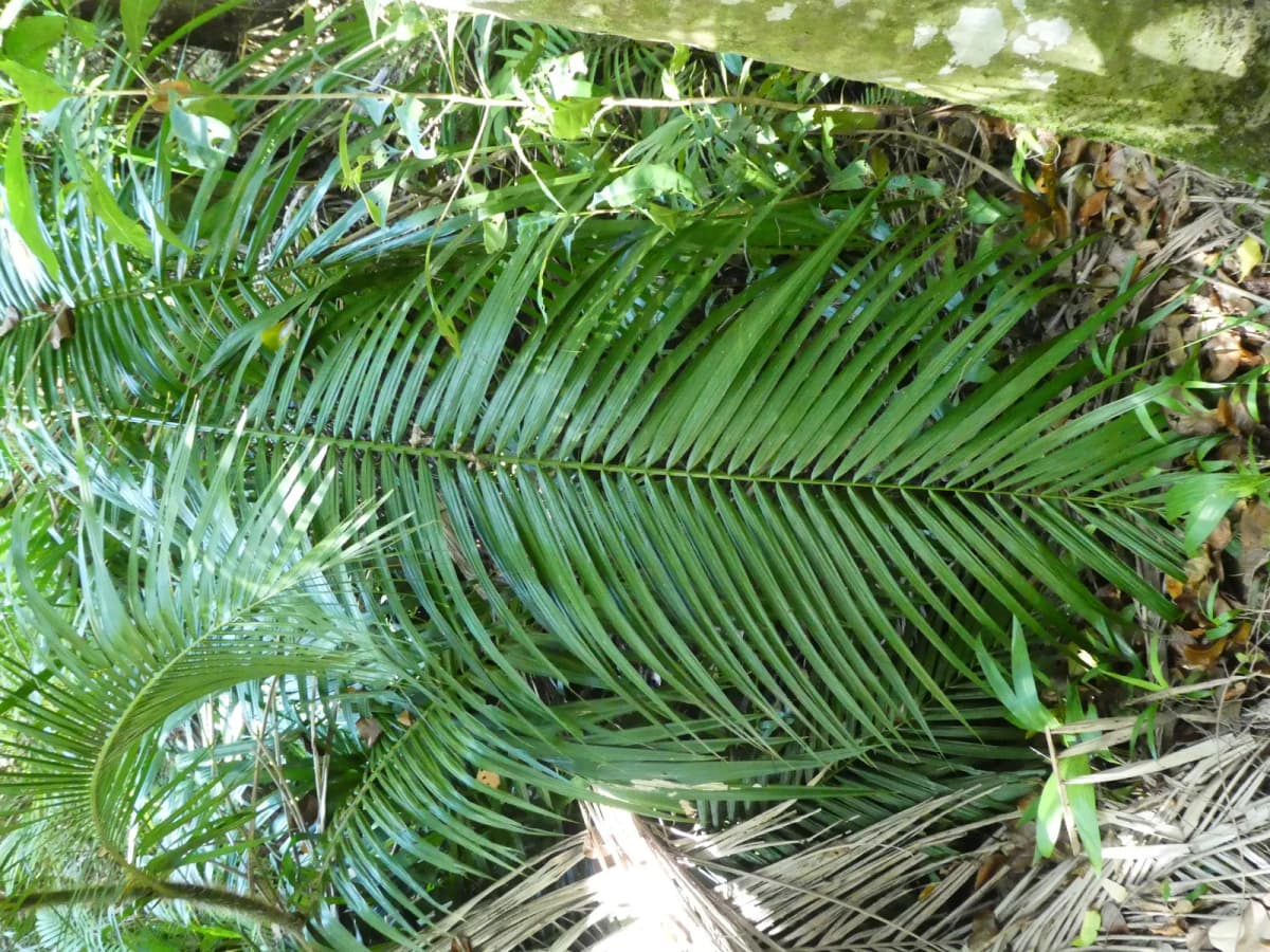Botanical specimen of Calamus Radicalis.