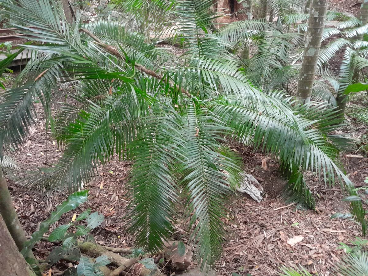Botanical specimen of Calamus Radicalis.
