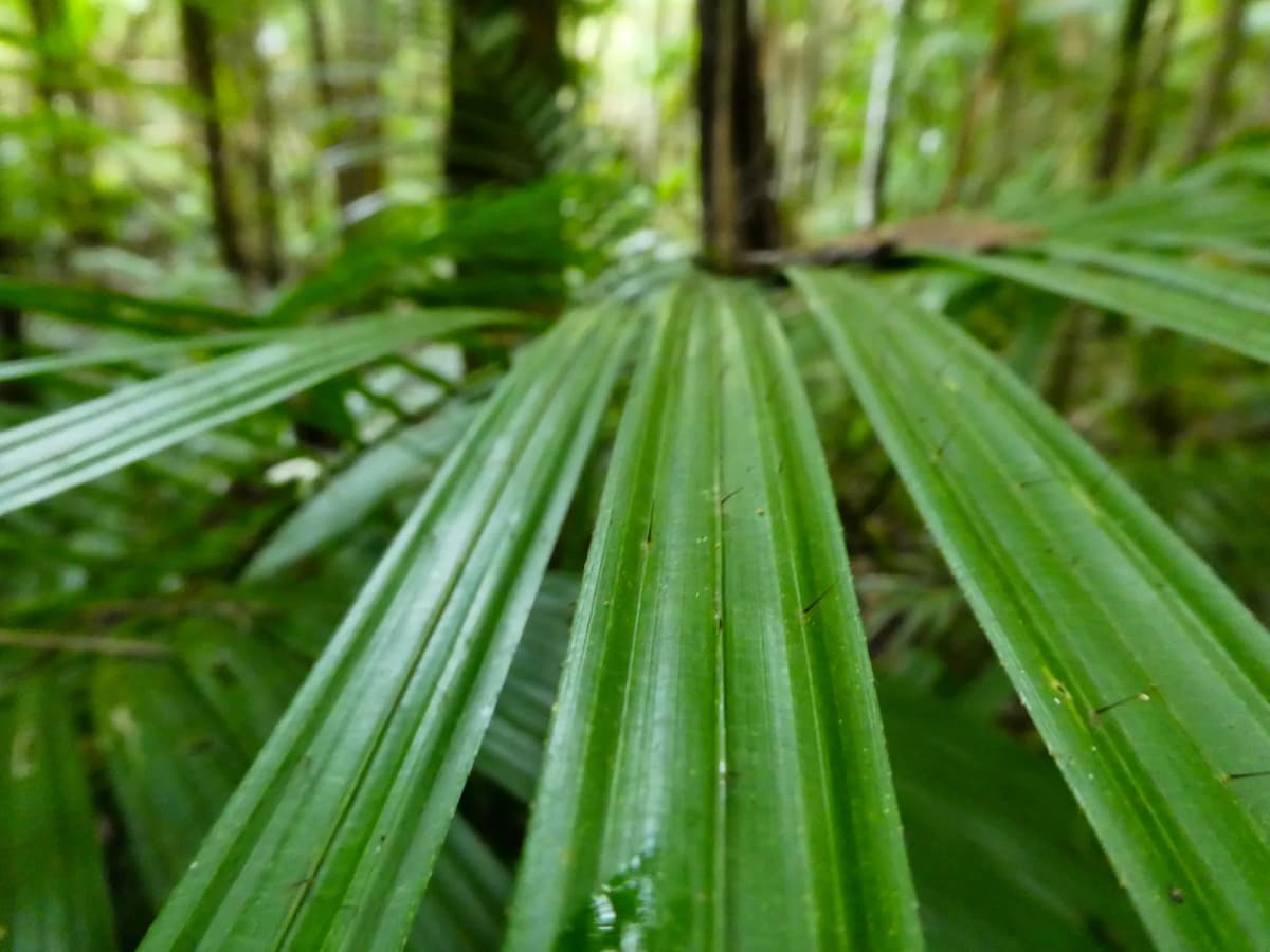 Botanical specimen of Calamus Radicalis.