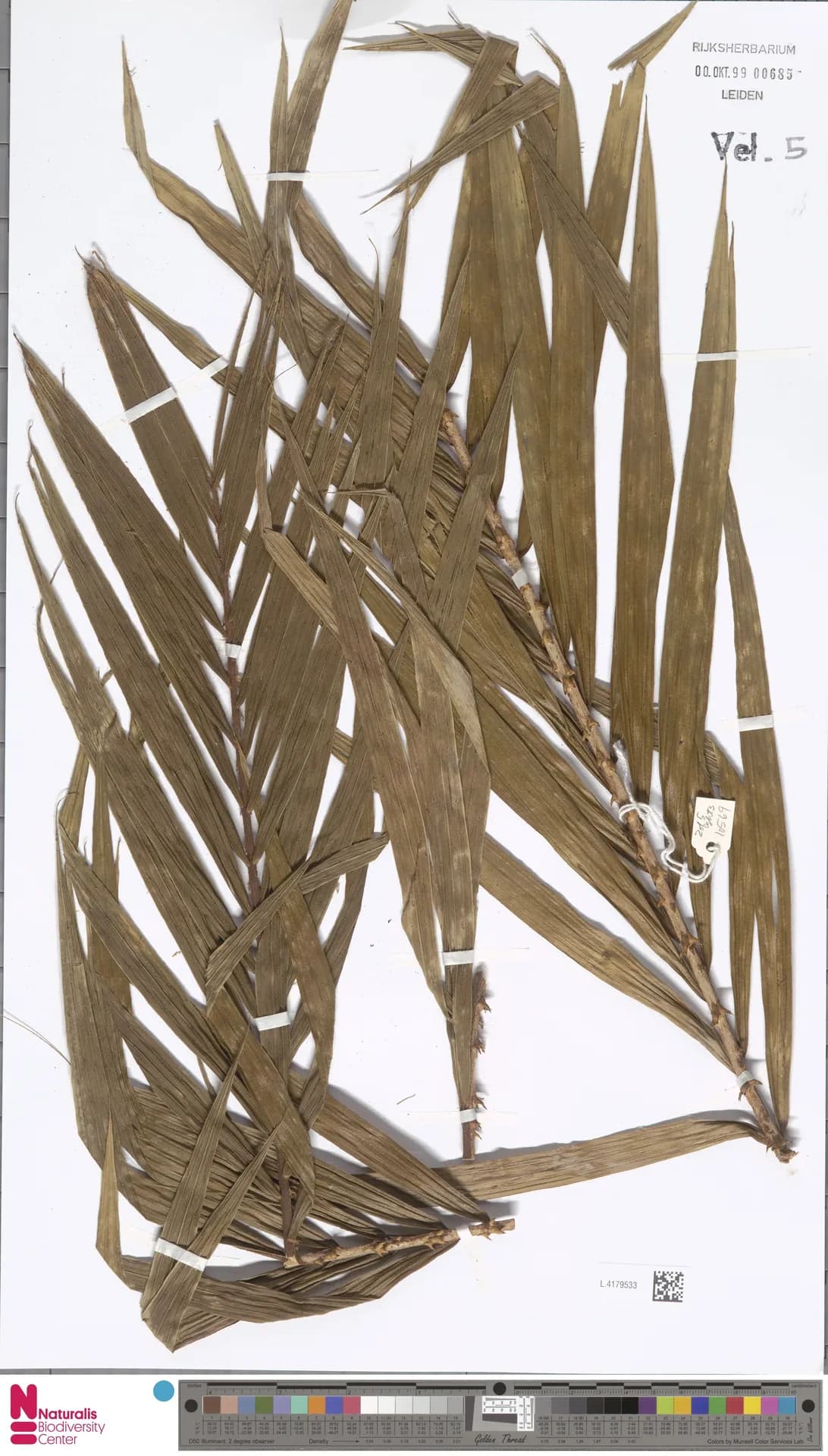 Botanical specimen of Calamus Reticulatus.