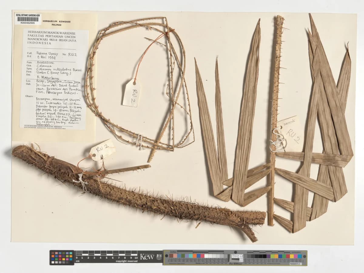 Botanical specimen of Calamus Reticulatus.