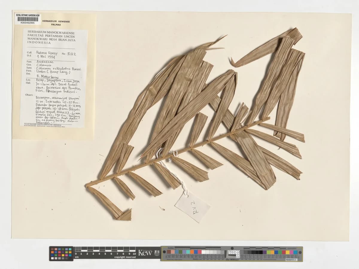Botanical specimen of Calamus Reticulatus.