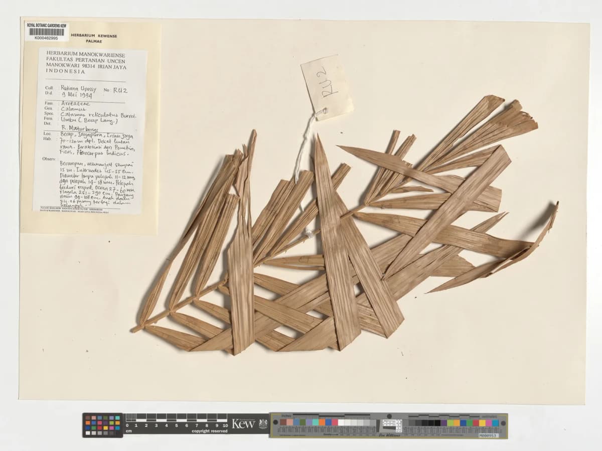 Botanical specimen of Calamus Reticulatus.