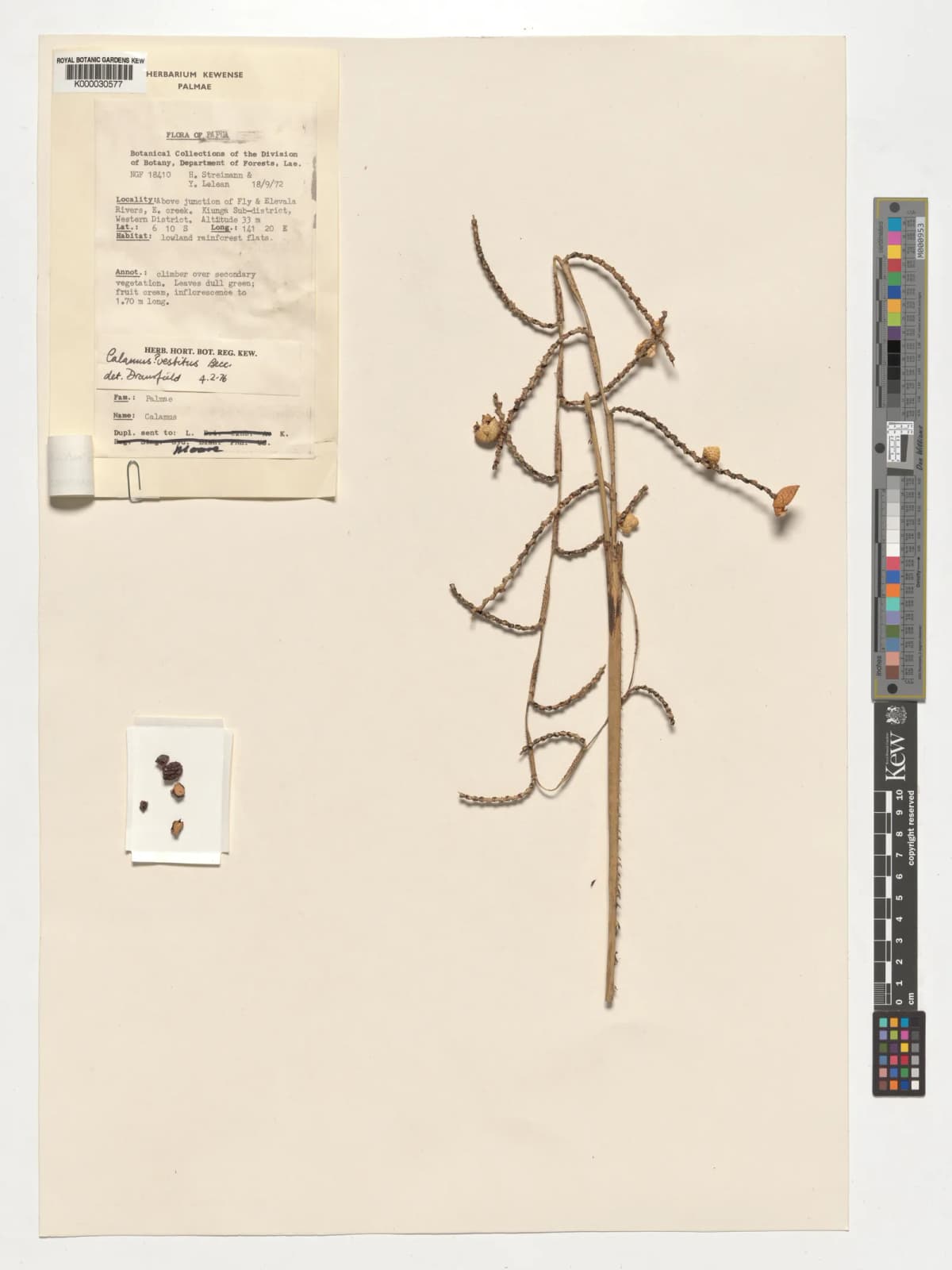 Botanical specimen of Calamus Reticulatus.