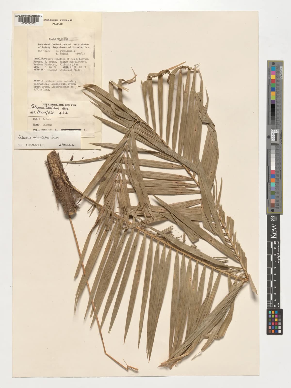 Botanical specimen of Calamus Reticulatus.