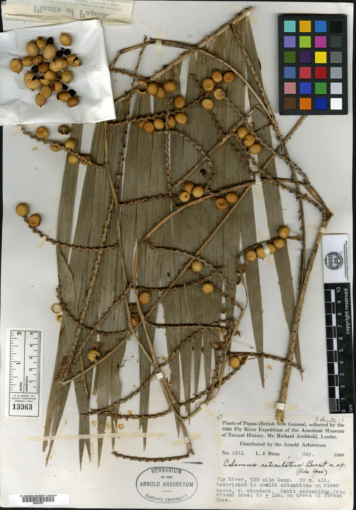 Botanical specimen of Calamus Reticulatus.