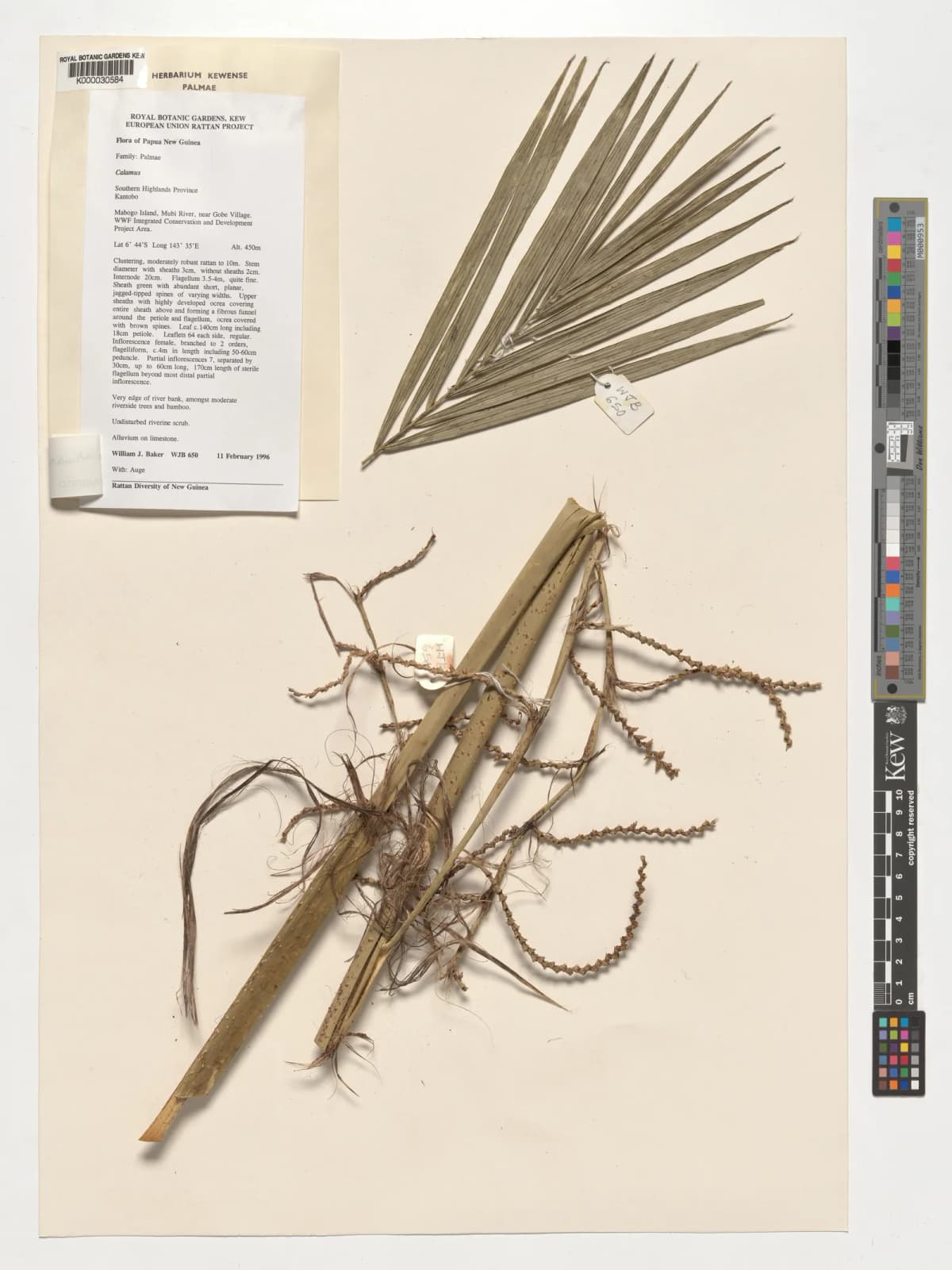 Botanical specimen of Calamus Reticulatus.