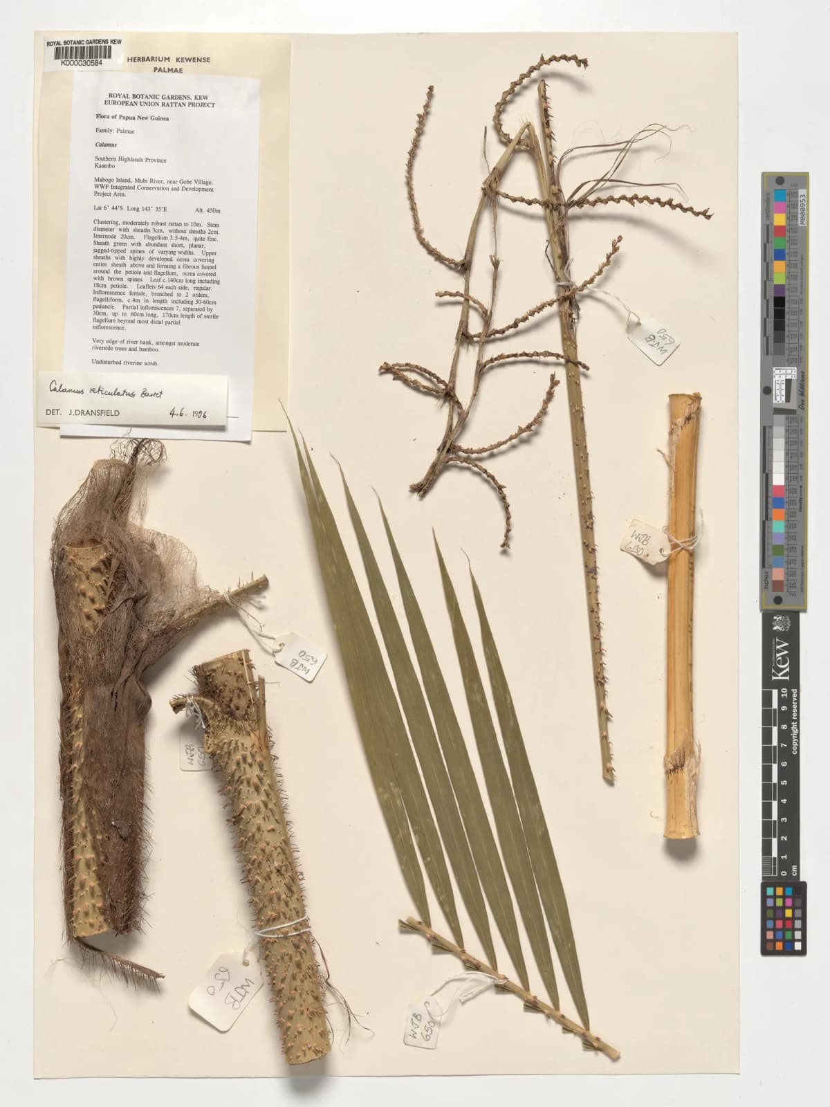 Botanical specimen of Calamus Reticulatus.