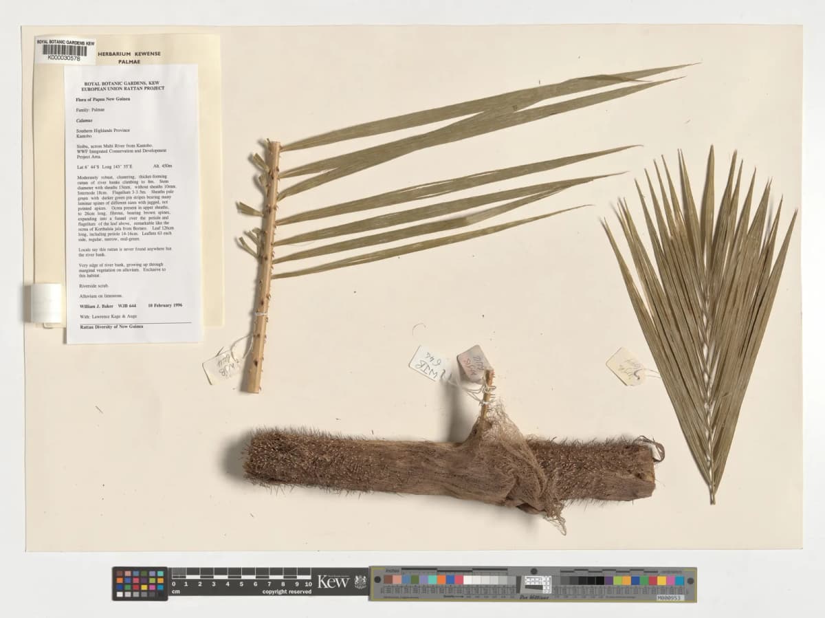 Botanical specimen of Calamus Reticulatus.