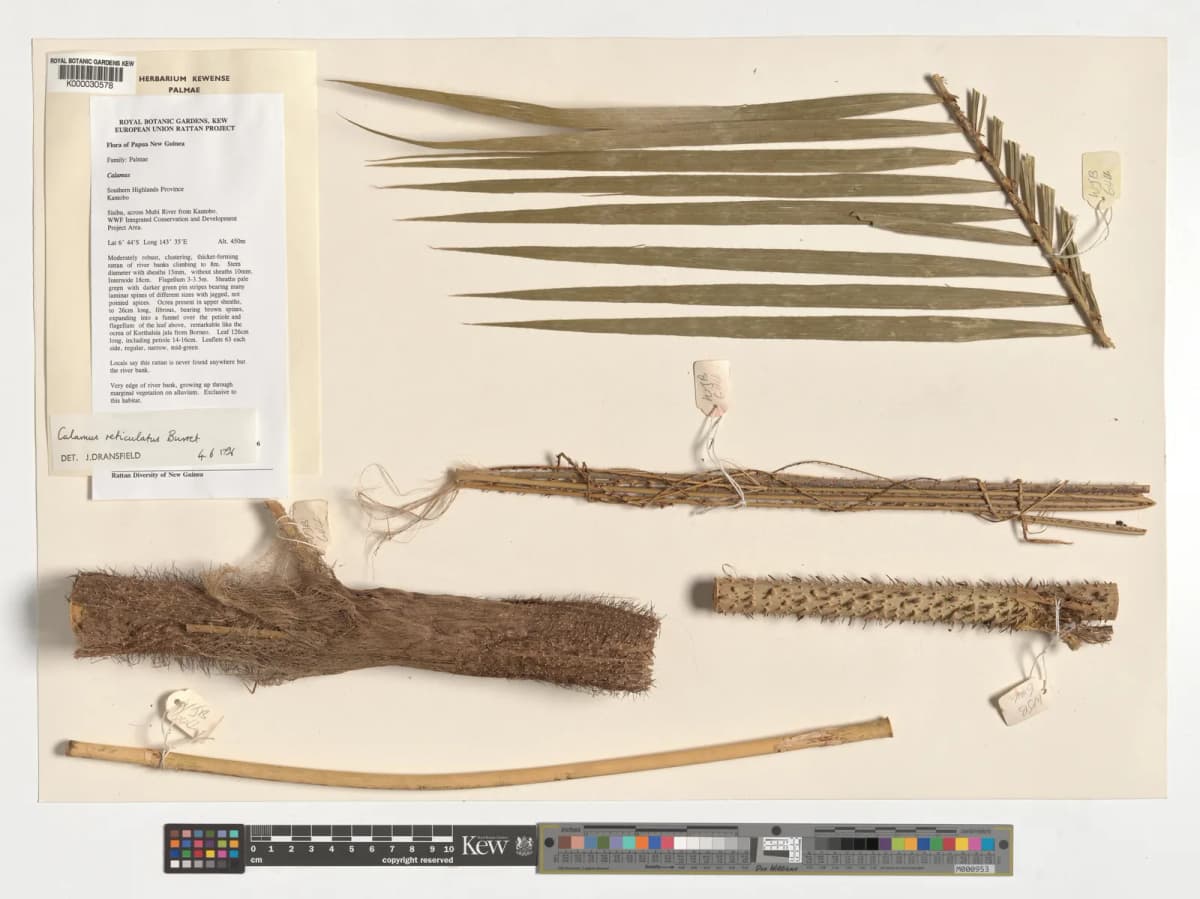 Botanical specimen of Calamus Reticulatus.