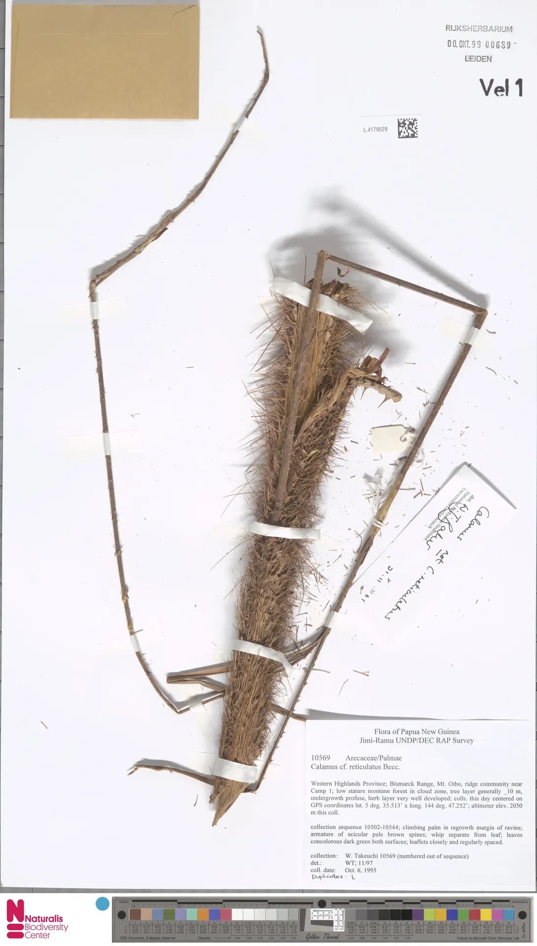 Botanical specimen of Calamus Reticulatus.