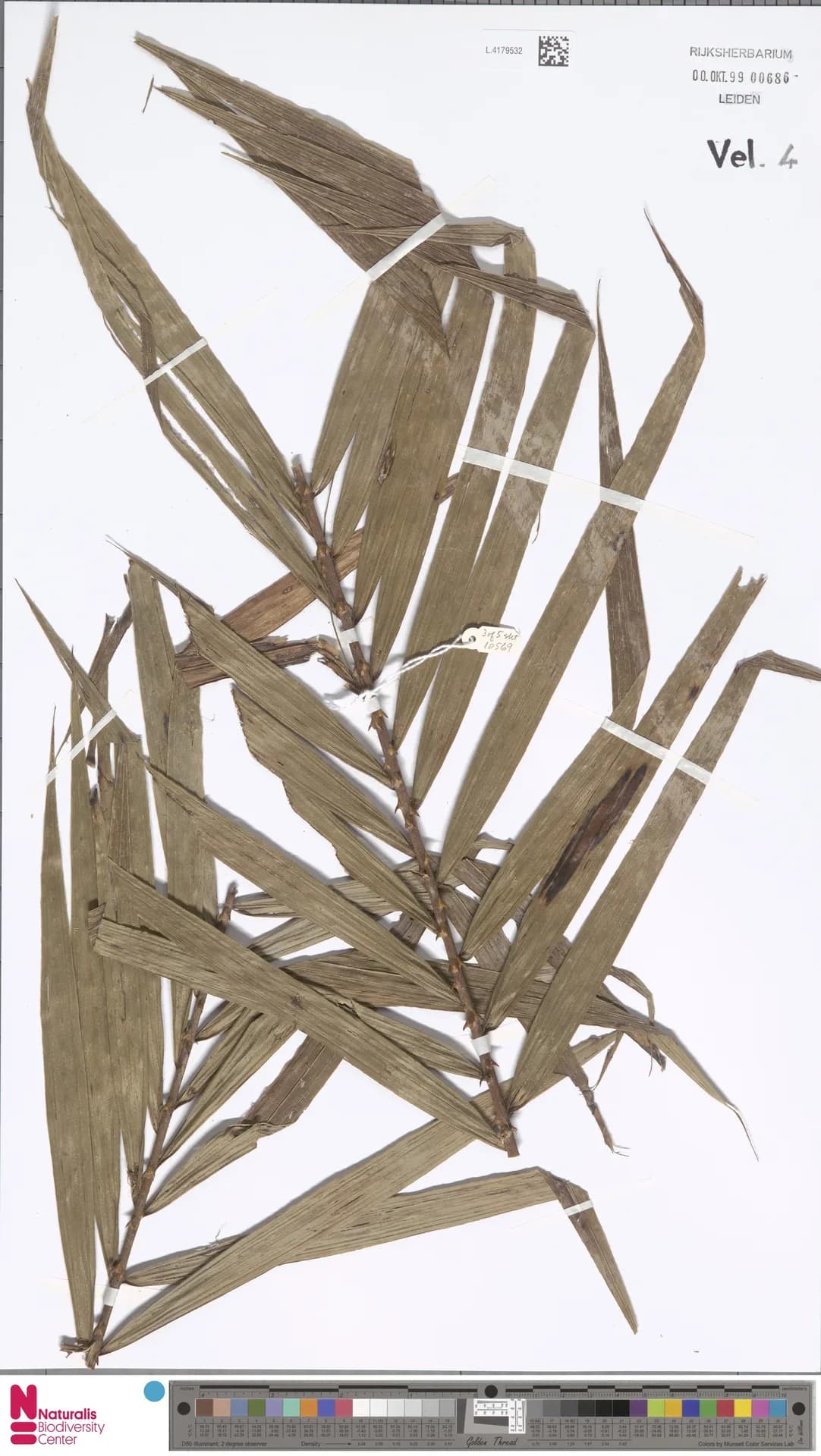 Botanical specimen of Calamus Reticulatus.
