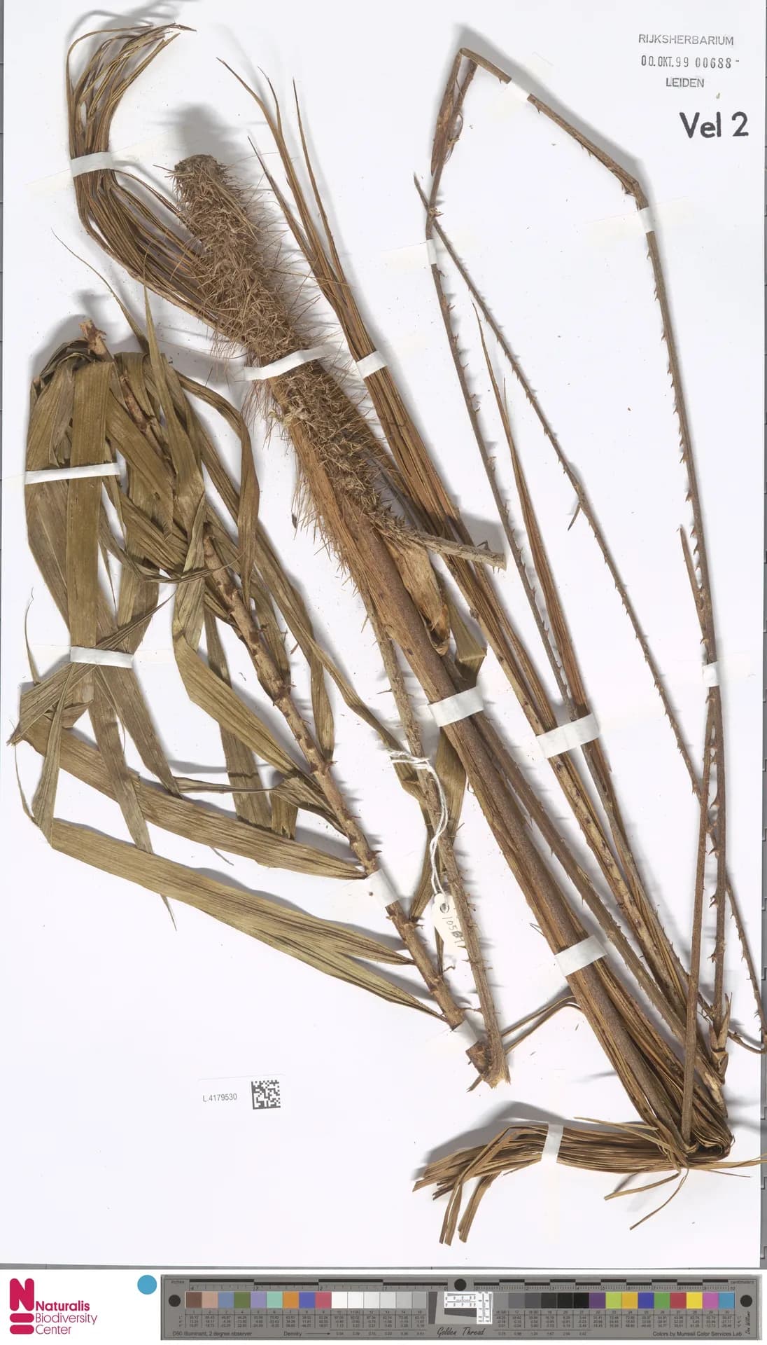 Botanical specimen of Calamus Reticulatus.