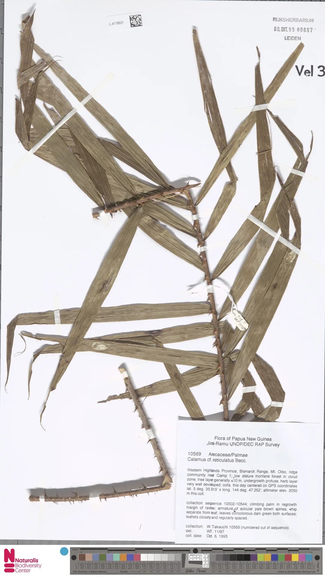 Botanical specimen of Calamus Reticulatus.