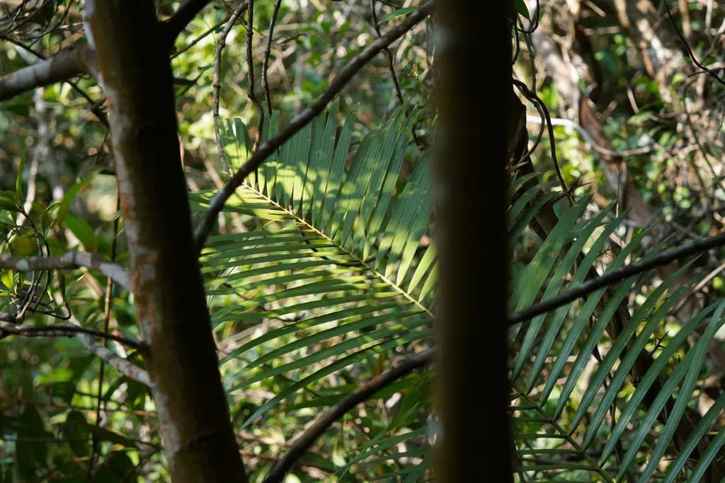 Botanical specimen of Calamus Rhabdocladus.