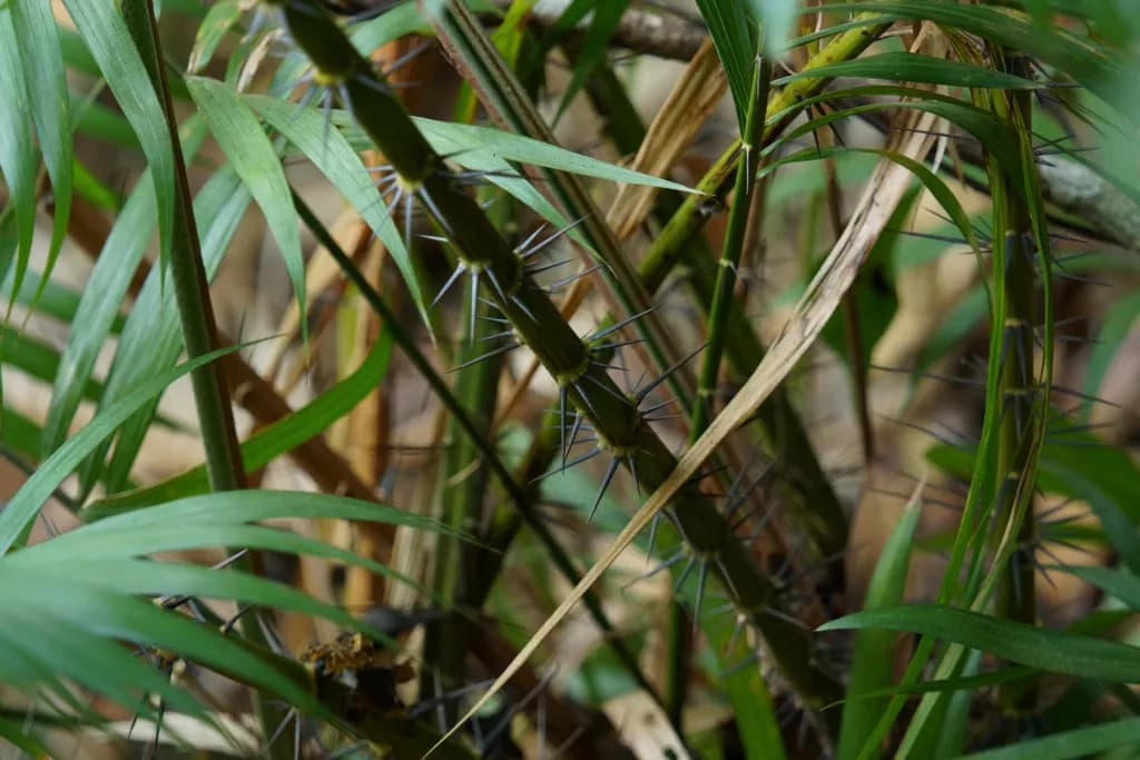 Botanical specimen of Calamus Rhabdocladus.