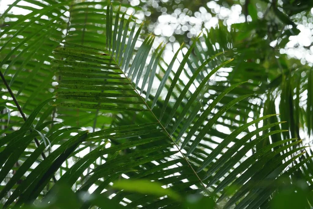 Botanical specimen of Calamus Rhabdocladus.