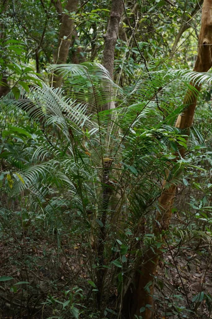 Botanical specimen of Calamus Rhabdocladus.