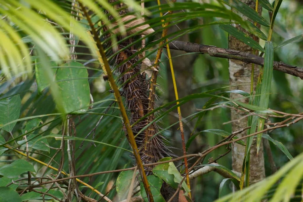 Botanical specimen of Calamus Rhabdocladus.