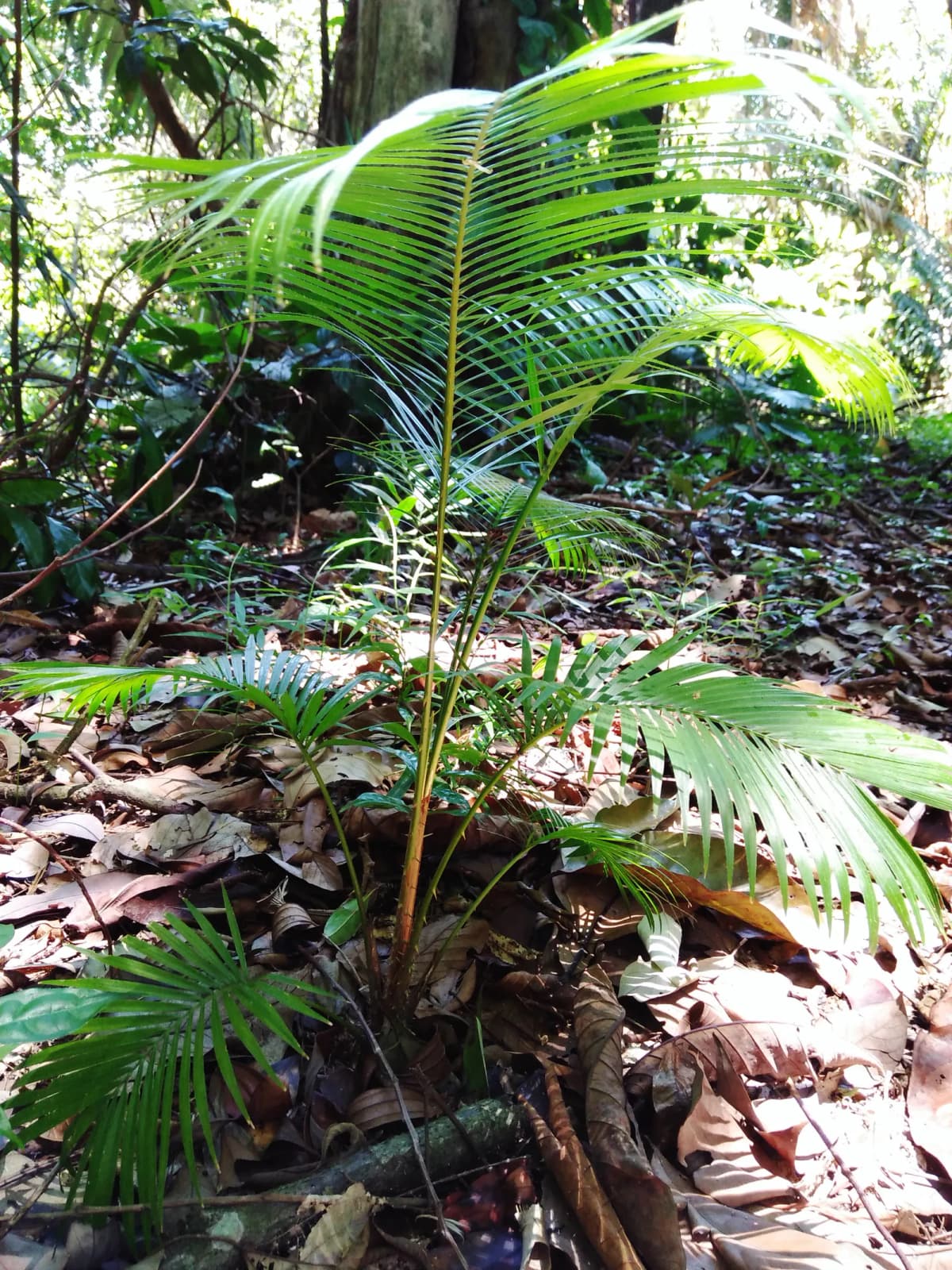 Botanical specimen of Calamus Rotang.