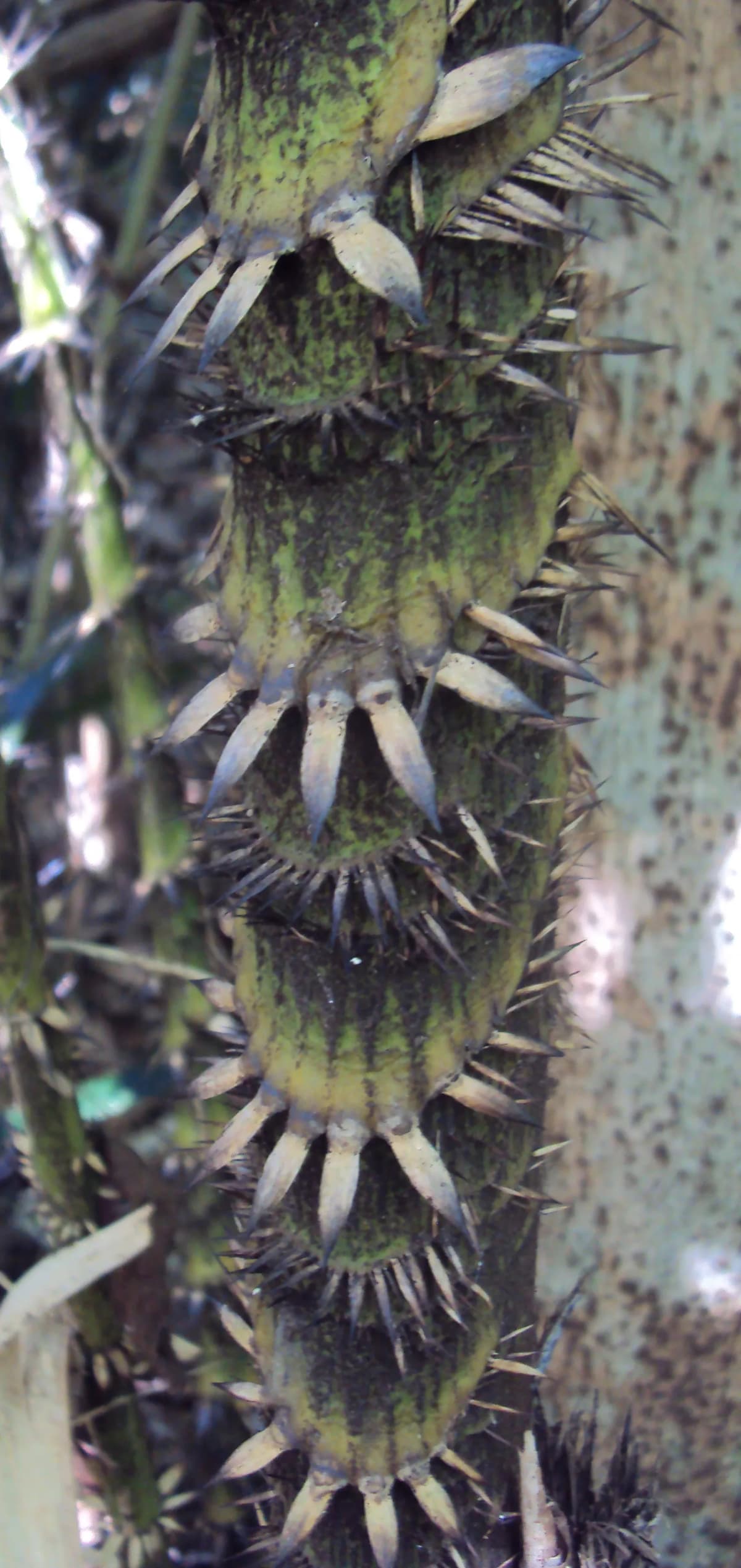 Botanical specimen of Calamus Rotang.