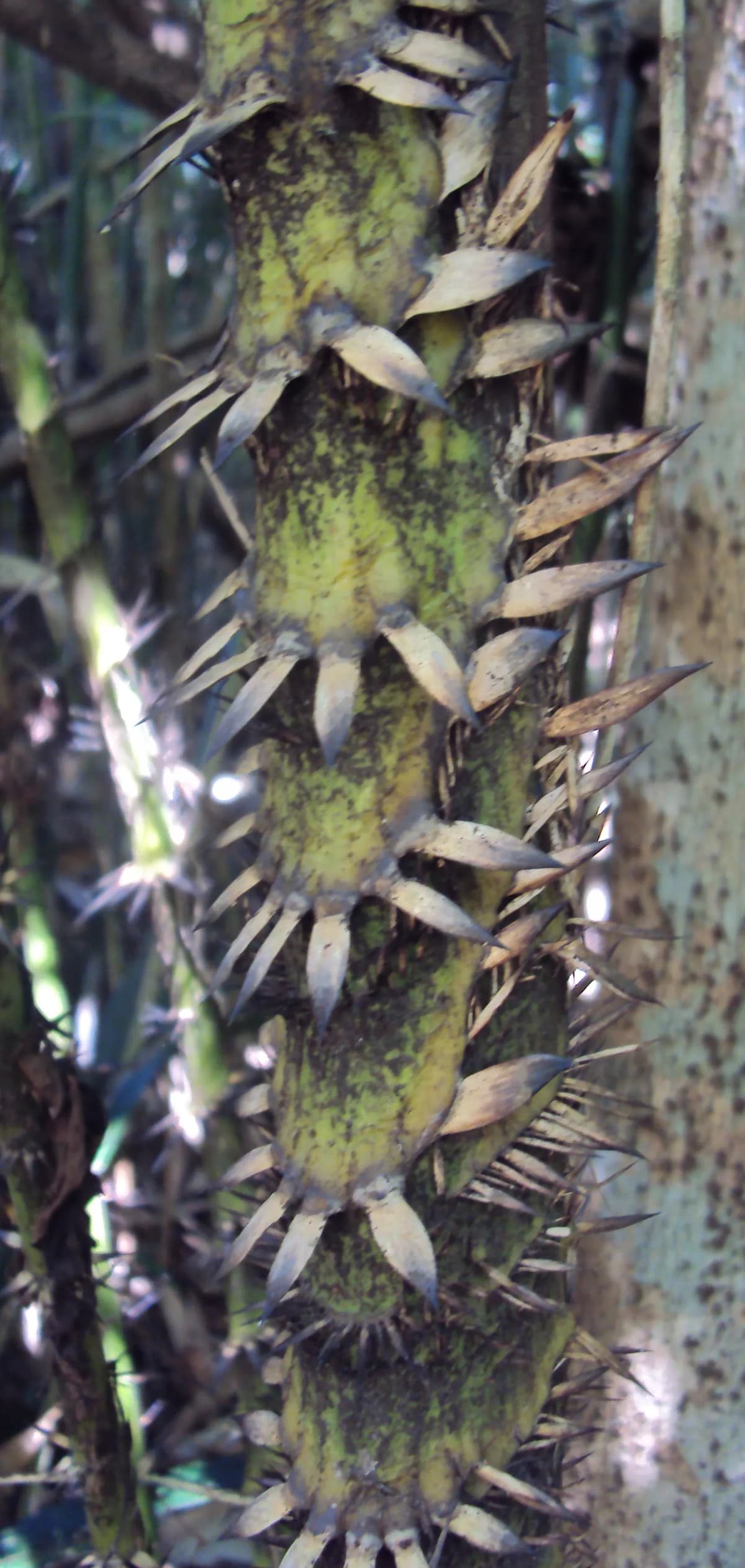 Botanical specimen of Calamus Rotang.