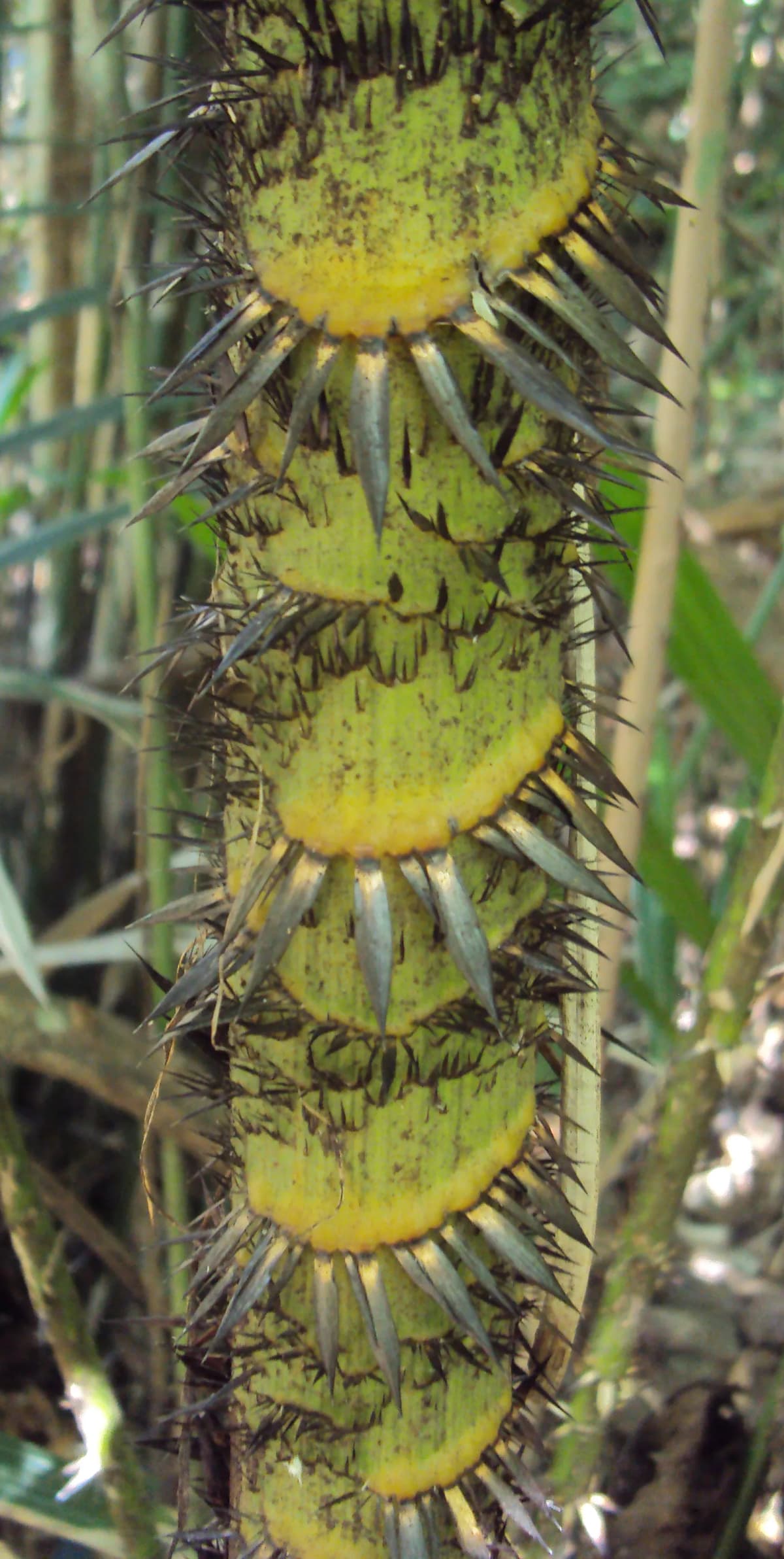 Botanical specimen of Calamus Rotang.