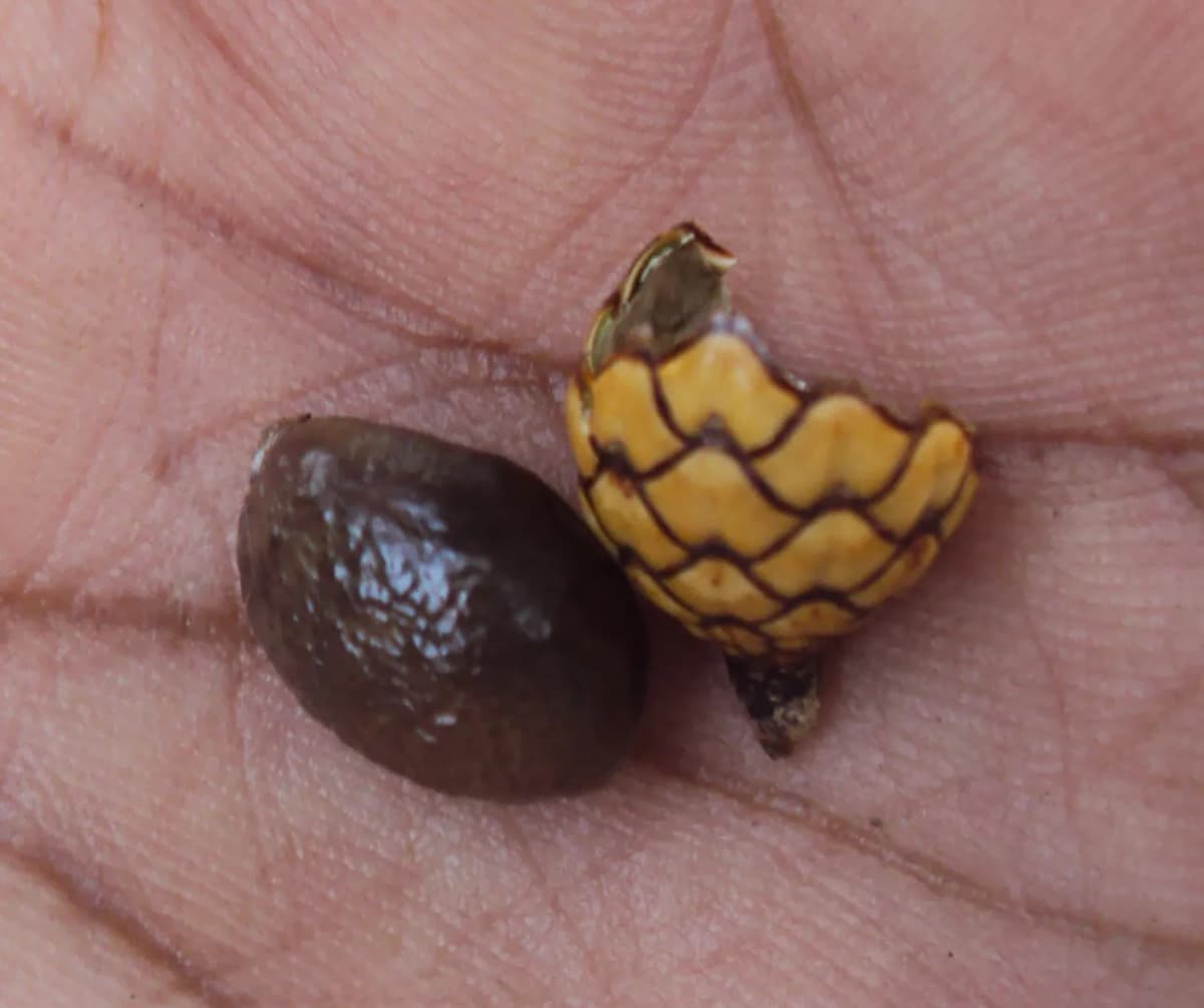 Botanical specimen of Calamus Rotang.