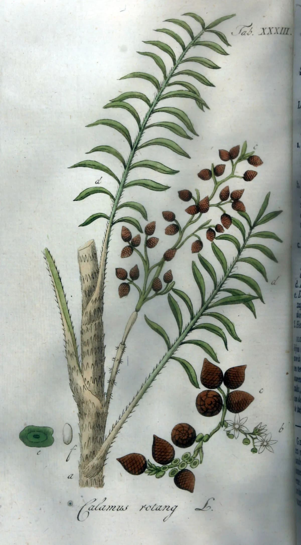 Botanical specimen of Calamus Rotang.