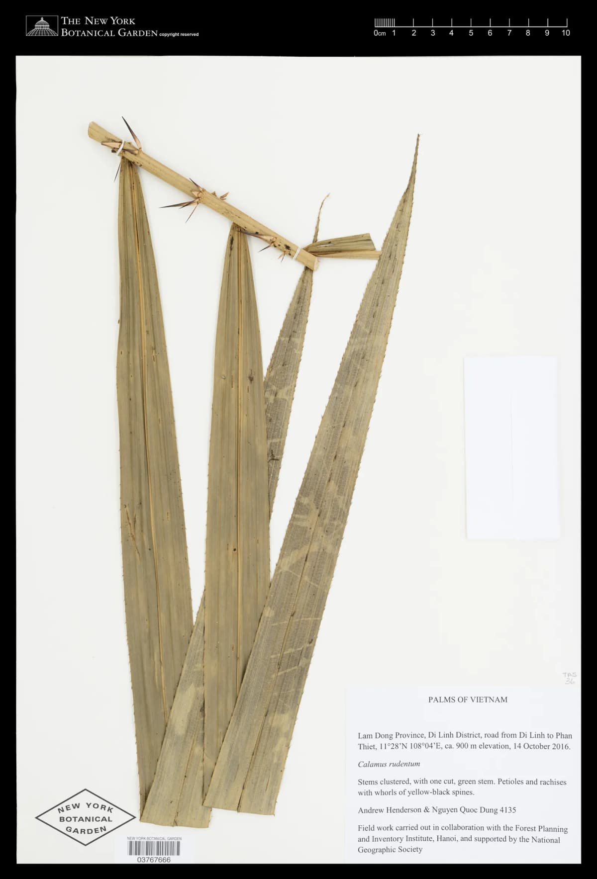 Botanical specimen of Calamus Rudentum.