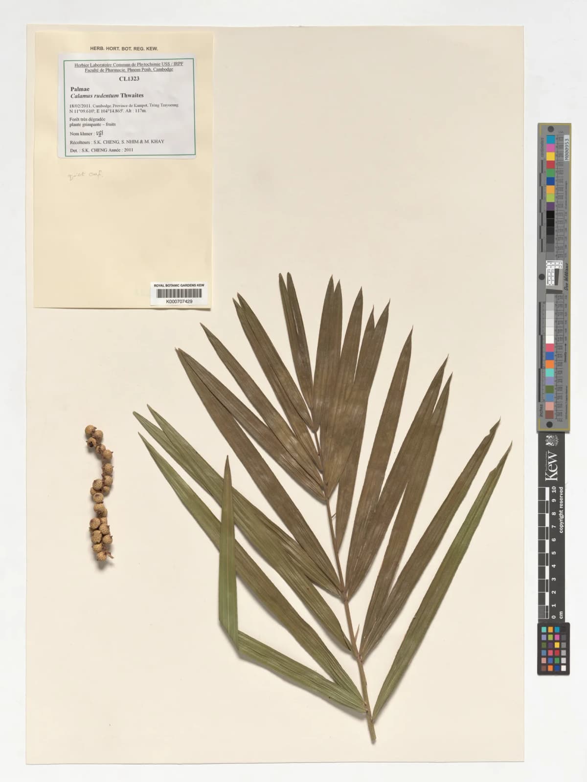 Botanical specimen of Calamus Rudentum.