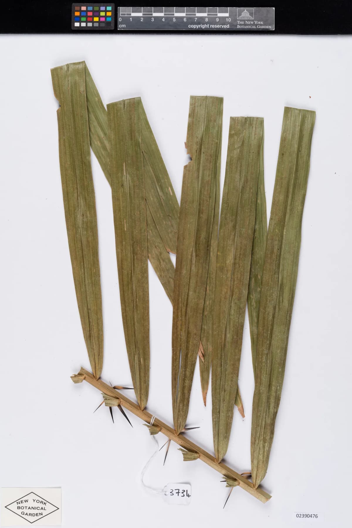 Botanical specimen of Calamus Rudentum.