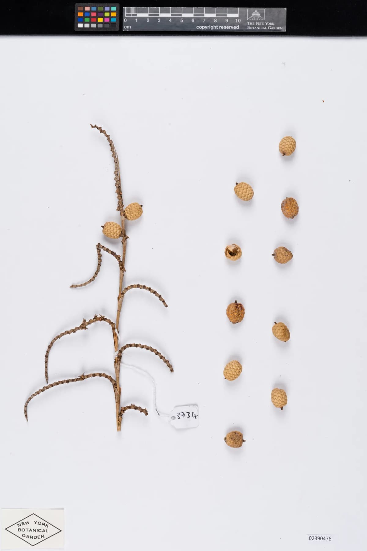 Botanical specimen of Calamus Rudentum.