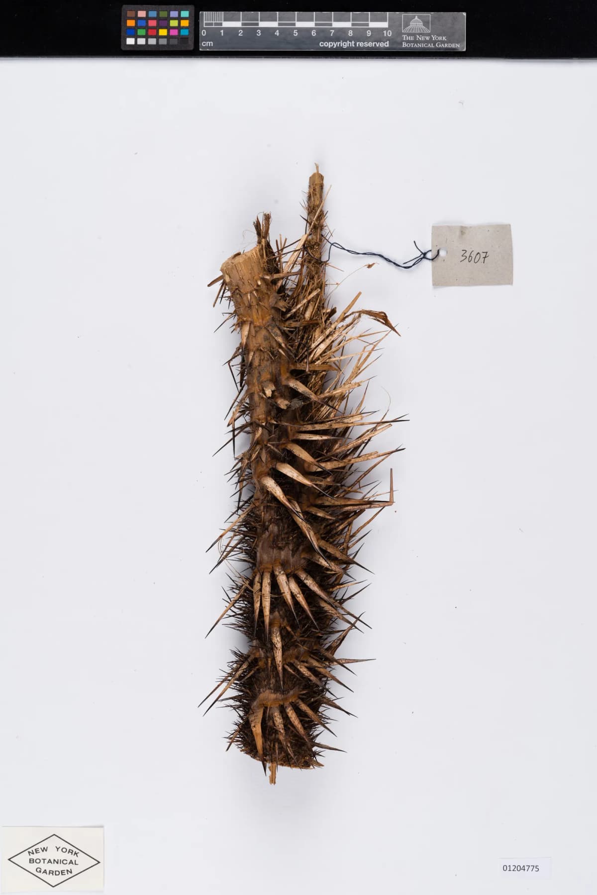 Botanical specimen of Calamus Rudentum.