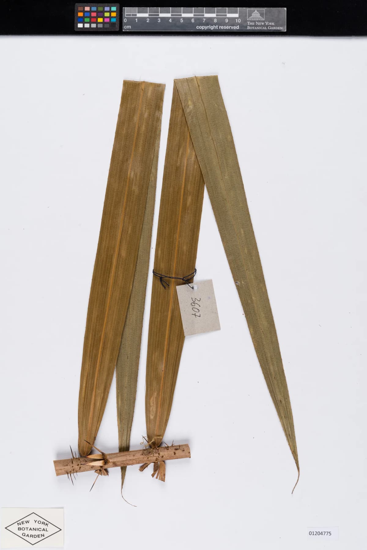Botanical specimen of Calamus Rudentum.